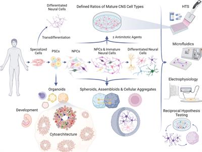 Using 2D and 3D pluripotent stem cell models to study neurotropic viruses